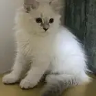 قطط بعمر الثلاث شهور للبيع