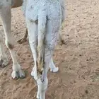 للبيع قعدان على حليب وطيبه