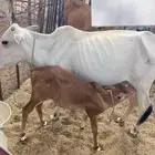 بقره خلفه