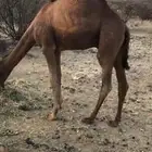 قعود ساحليه مقفل شحم ولحم شرررطط