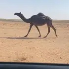 لقحة كفو