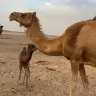 خلفه طيبه للبيع