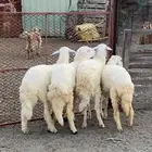 رخال سمان ونضاف واطراف تم البيع
