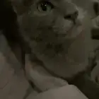 قطط لتبني عمرهم سته او سبعه شهور انثى وذكر مافيهم امراض