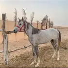 خيل شعبي