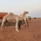 خلفه ام ثالث تحتها قعود هديه ومنيحه السوم 14 الف حايف شايف