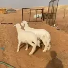 خرفان حريات أعمارها 5 اشهر