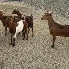 معزا محايليات