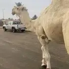 جمل اوضح. باتلي. ع بعير عبدالعزيز ابن فهد.