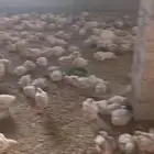 يوجد دجاج لاحم اوزن 1400