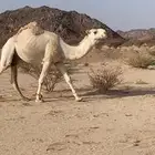 بعير
