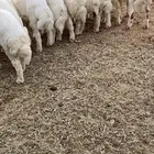 هرافا 4 شهور حري