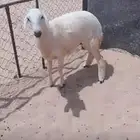رخل فل مغلقه. حدود 5 شهور