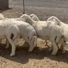 بهم فاخر شعره وطرف وشحم ذبائح برية ماجت سواق ولا غيرها