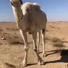 رحول وضحى الطبع شرط