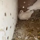 زغاليل فرنسي