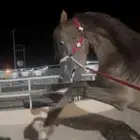 حصان واهو مكس