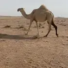 بكر باتليه لقحه كفو للبيع