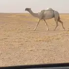 لقحه