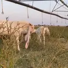 معزا مطورات خصم الخصم