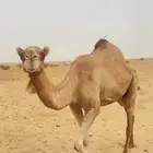ناقه