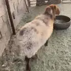 للبيع نعجه شبب سلم سن وديد
