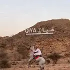 حصان للبيع العمر 4 سنوات