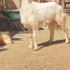 بسم الله ماشاء الله مشروع فحل فخم