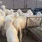 للبيع بهم تربيه