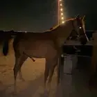 للبيع مهر عمره سنه وسته شهور