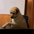 باترول بلاتنيوم 2019