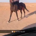 للبيع فرس انتاج ب اوراق السلامه سليمه شرط