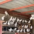 حمام زينه