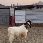 تيس فحل ضاع مني في المستوي