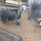 عنرين وحده حليب وحده مضرع