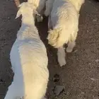 طليان حرية طيبه