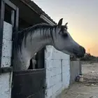 احصان شعبي