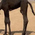 قعود كفو البيع