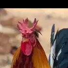 مطلوب ديك افرق