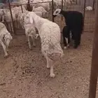 خمس ضان معها اربع طليان ورخل