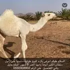 السلام عليكم بكره للبيع عليانيه ساسها على زمول سلطان الكبير