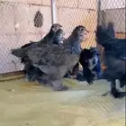 فراريج براهما هجين تركي