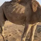 عشراء مبيوعه بنتها