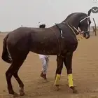 حصان كفو العمر داخل 3 الطول 7 ونص شرط من كل عذروب
