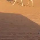 ابل