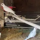 اجوز يمام ابرق