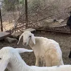 فران للبيع