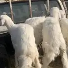 للبيع 4 رخال 1 طلي عدد 5