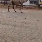 للبيع القحه الصفر