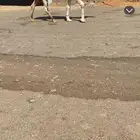 للبيع البعير